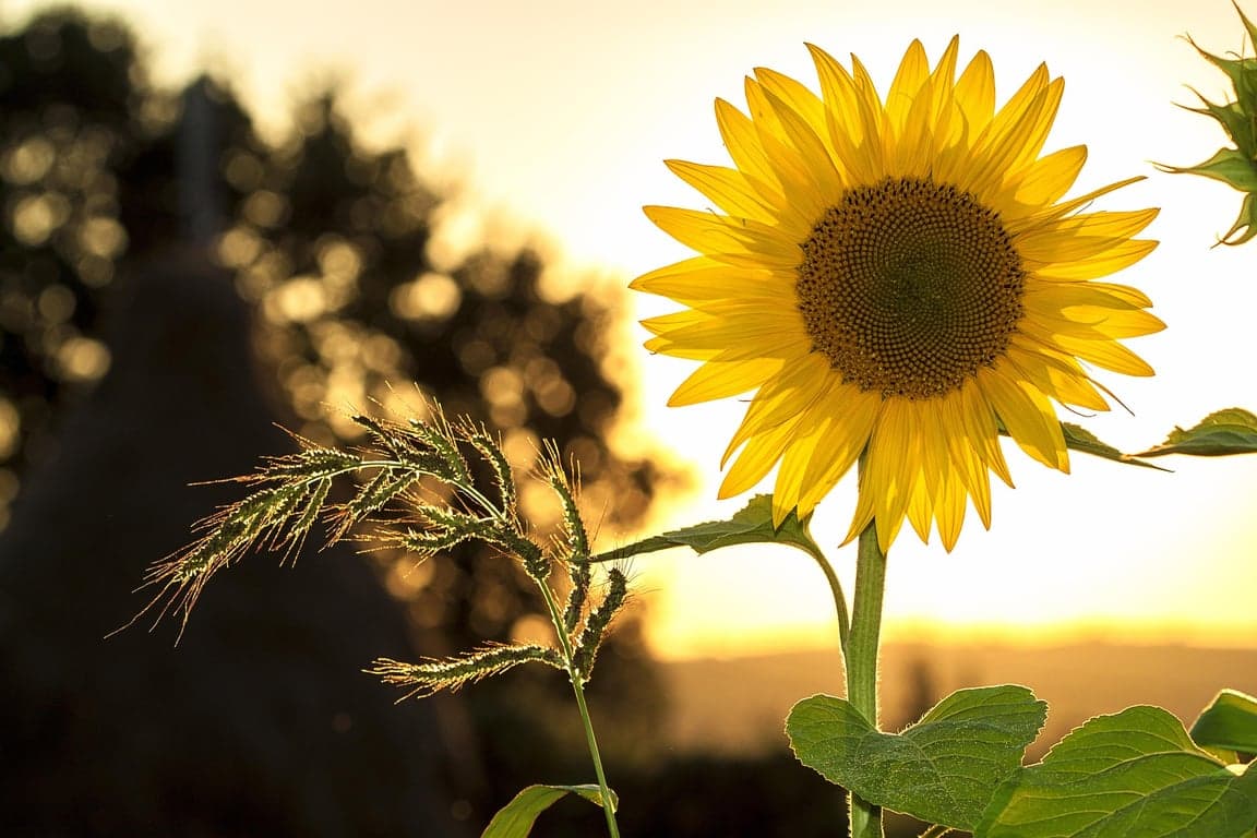 mploscar-sunflower-1127174_1920.jpg